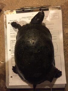 A large black turtle with faint yellow spots on its shell stands, head out, on a clipboard with a paper data sheet under its feet.