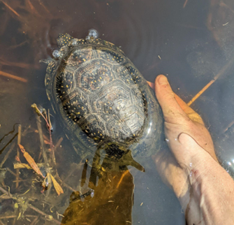 A turtle with a mottled brown-and-black shell being released into swamp water by an oustretched human hand.