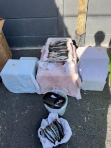 A lined box and bucket with many silvery fish sitting at a towel-lined prep station with tools, syringes, etc.