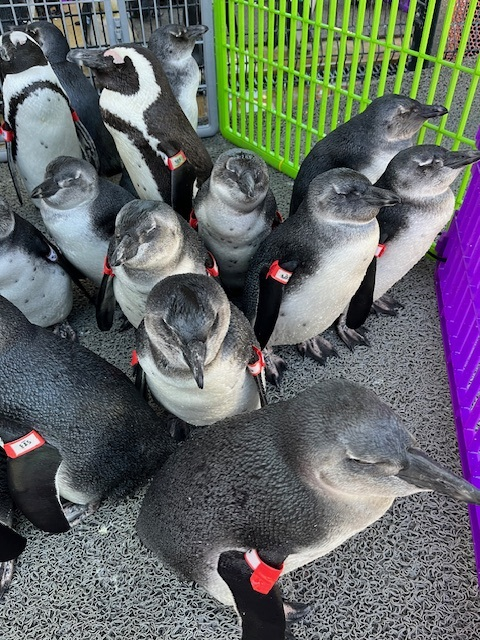 A group of more than a dozen penguins stand together in an enclosure with bright green, purple, and gray screens. The penguins have red bands on their flippers to identify each individual.