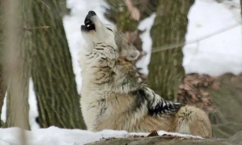 A gray wolf in a snowy landscape caught mid-howl, eyes closed and head titled back to the sky.