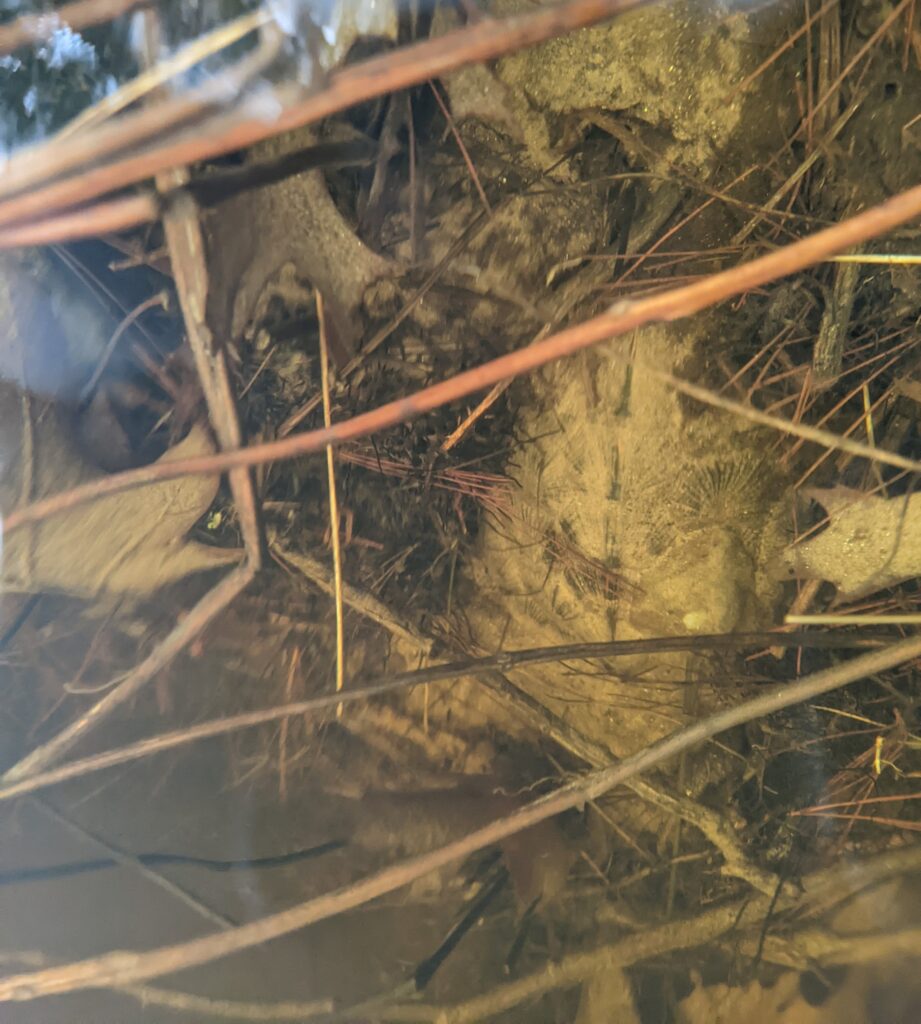 A photo of the bottom of a shallow stream, water creating a sepia-toned effect, with the shell of a young wood turtle dusted with silt and half-buried in pine needles.