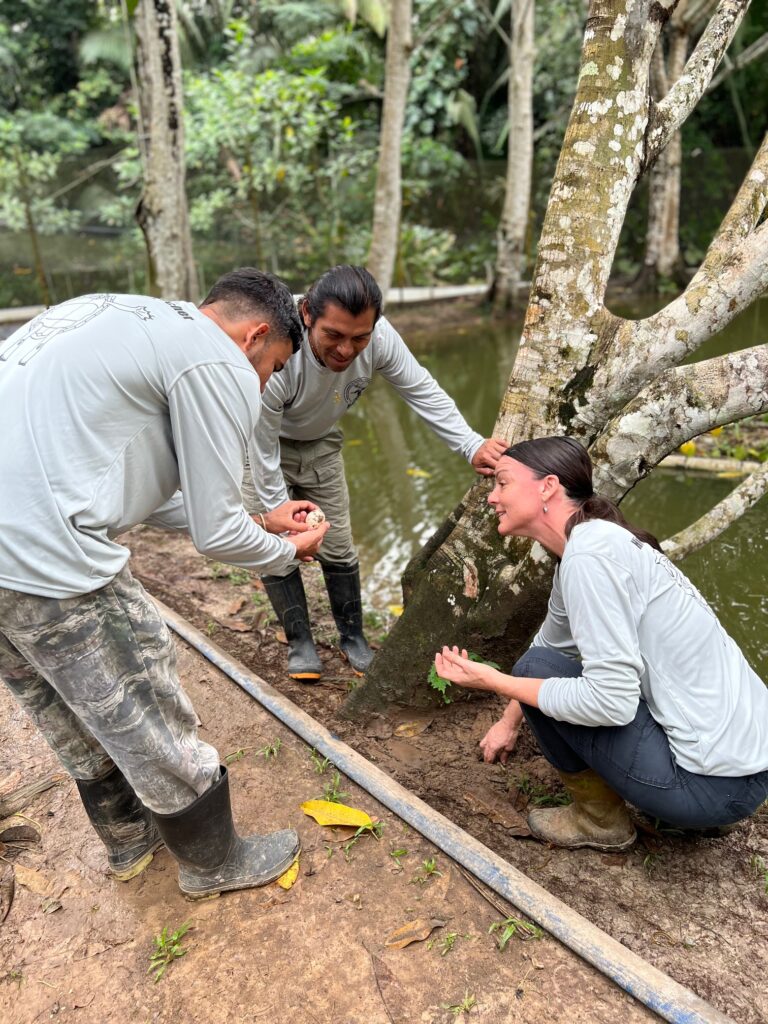 Three people squat on a clay riverbank near the base of a tree, one holds and examines a newly-laid hicatee egg.