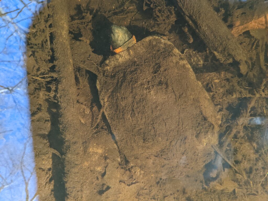 An adult wood turtle sitting quietly at the bottom of a shallow stream, photographed from above. Its shell is covered with silt and decaying plant matter with its orange neck and black head just peeking out near the top of the photo.