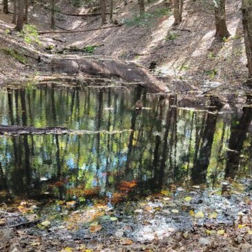 Frogs – Coming to a Vernal Pool Near You!