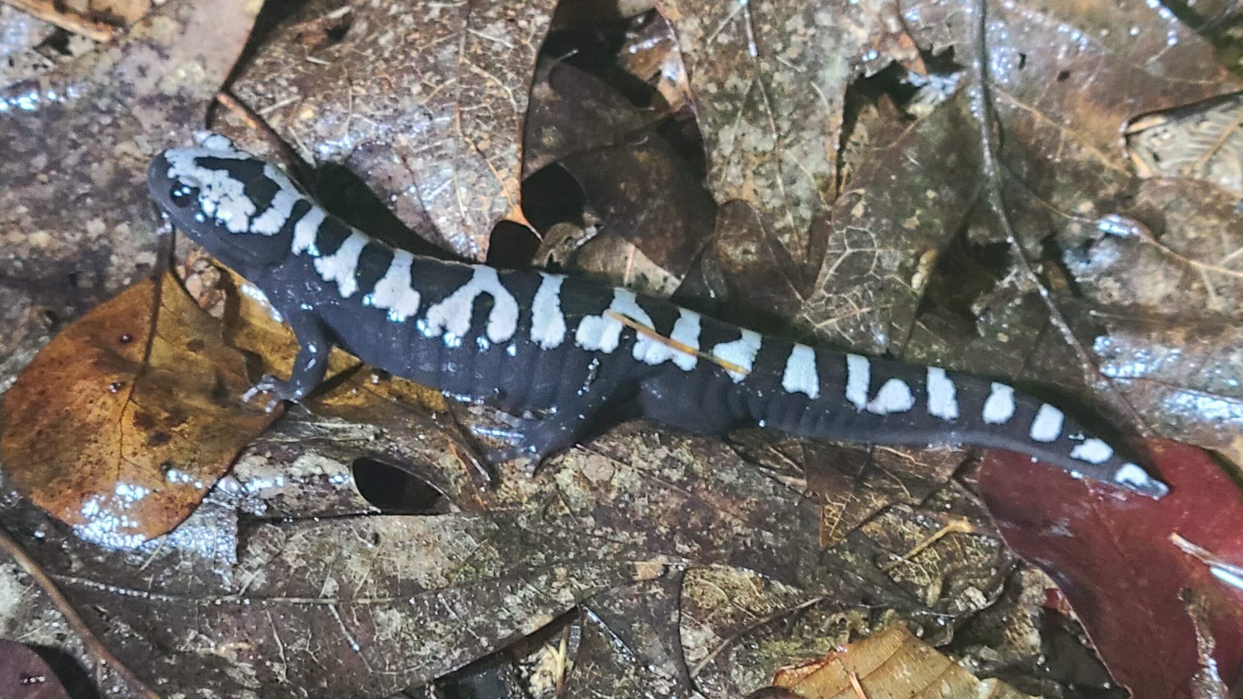 A marbled salamander, its back dark gray with wide white bands, sits on wet fallen leaves and peers skyward, facing left.