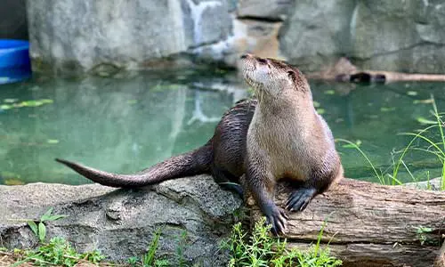 A river otter sits on a log in its Stone Zoo habitat, with water and a rock wall behind it. The otter's snout is lifted into the air as it turns its head to look to the left.