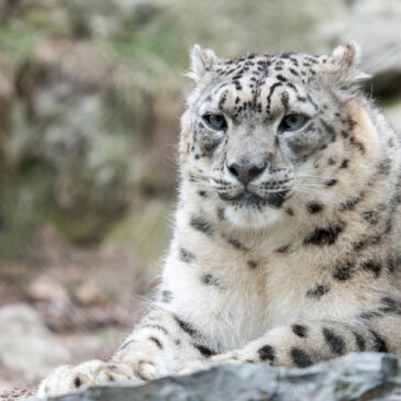 Zoo New England is Supporting Snow Leopard Conservation!