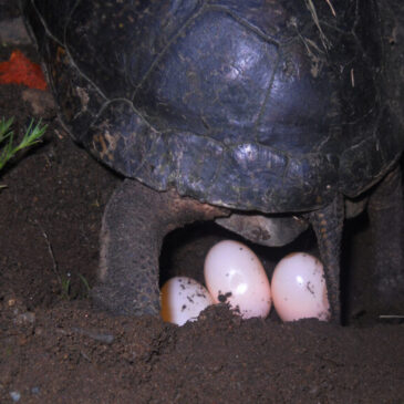 The Search for Nesting Turtles