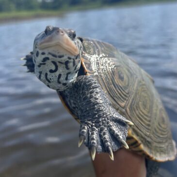 Northern Diamondback Terrapin (Malaclemys terrapin) in Buzzards Bay