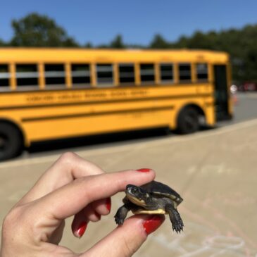 Turtles Get Schooled! 15 Years of Turtle Headstarting in MA Schools