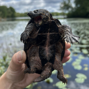 The Turtle Friends of Horn Pond