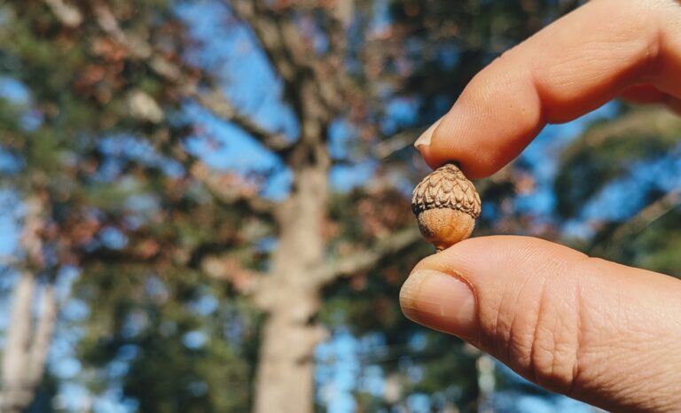 Acorns, Acorns Everywhere