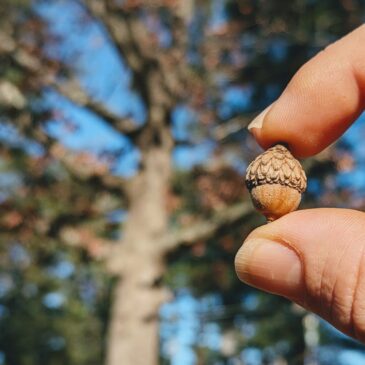 Acorns, Acorns Everywhere