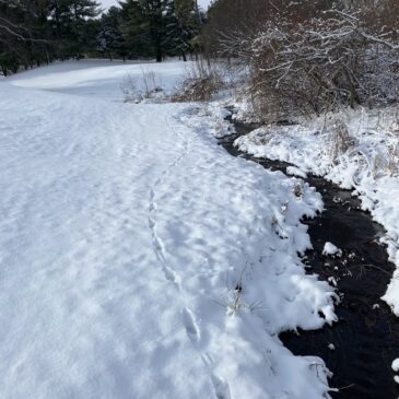 Walking in a Winter Wonderland: A Wildlife Tracking Adventure