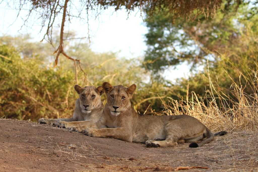 Two young lions lounge on a shady riverbank with sunny scrub trees in background