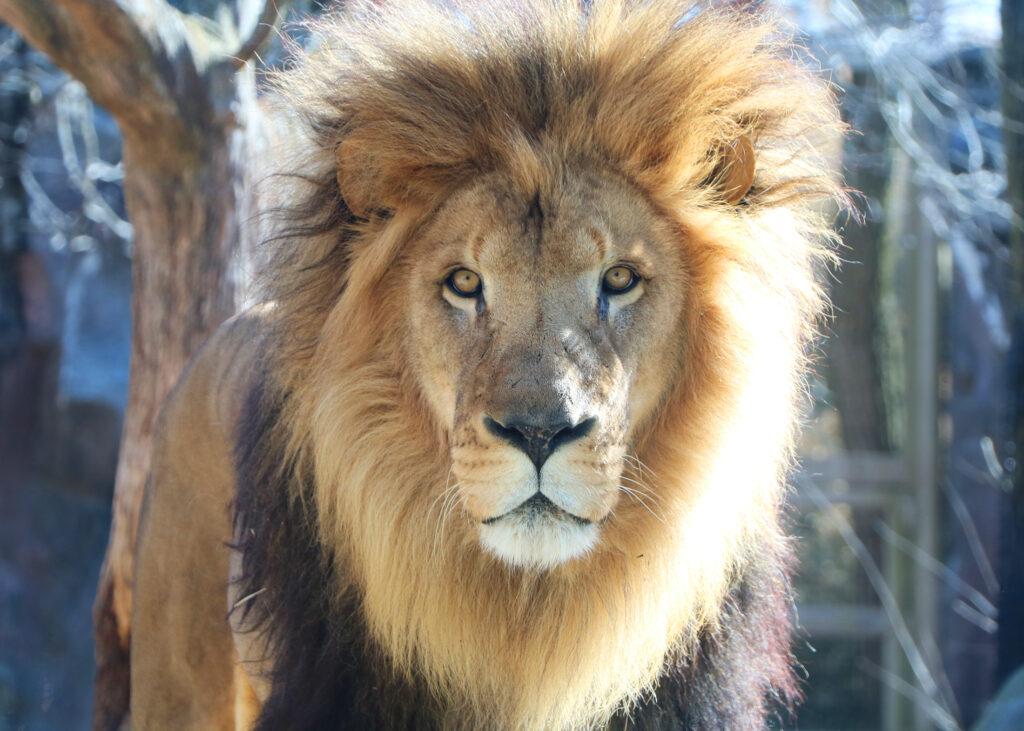 A male lion with thick mane stands in bright sunlight looking directly at the camera 