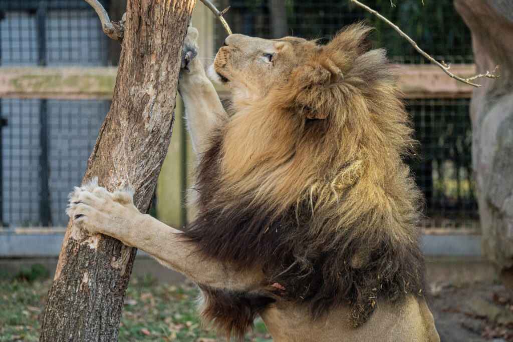 A male lion on his hind legs grips a tree trunk with claws extended in a zoo setting