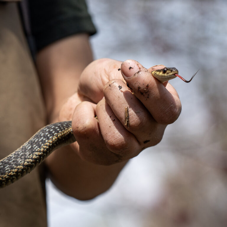 Encounters in the Wild: From Toads to Turtles