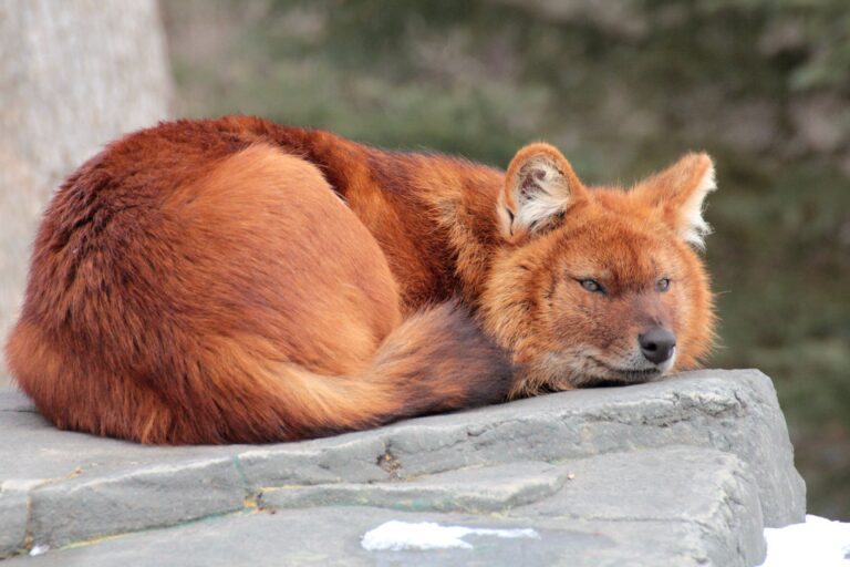 What in the World is a Dhole?