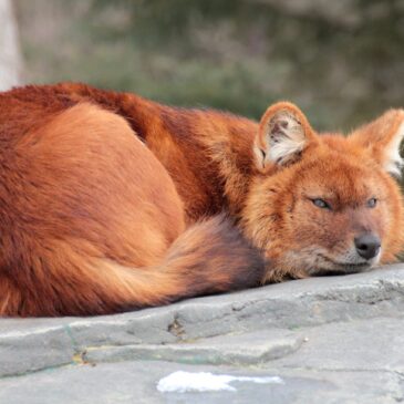 What in the World is a Dhole?