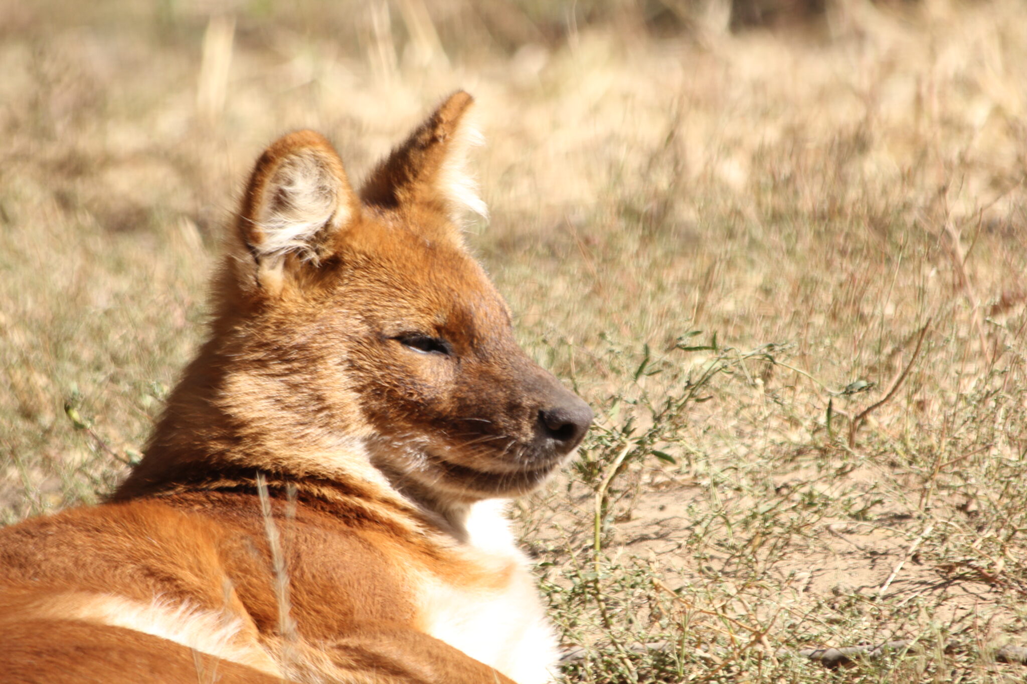 What in the World is a Dhole? – ZNE Conservation Blog
