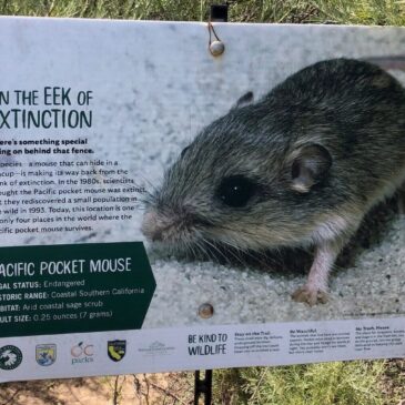 War and Hamsters III: Setting Free the Mice