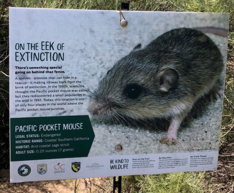War and Hamsters III: Setting Free the Mice