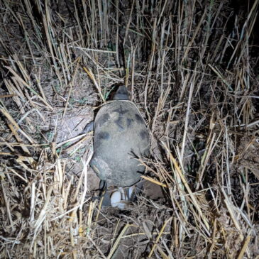 A Breakthrough for Blanding’s Turtle Recovery