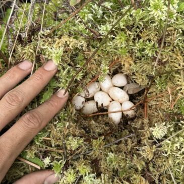 A Summer of Nesting Ecology Research