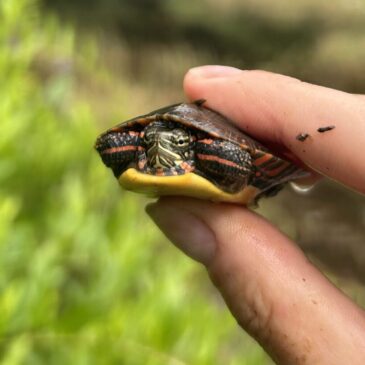 Pond Patrol: Six Years of Science in the City at the Arnold Arboretum
