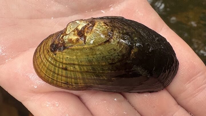 The endangered Brook Floater mussel