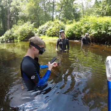The Hidden Heroes of Massachusetts Waters: Why Freshwater Mussels Matter More Than You Think