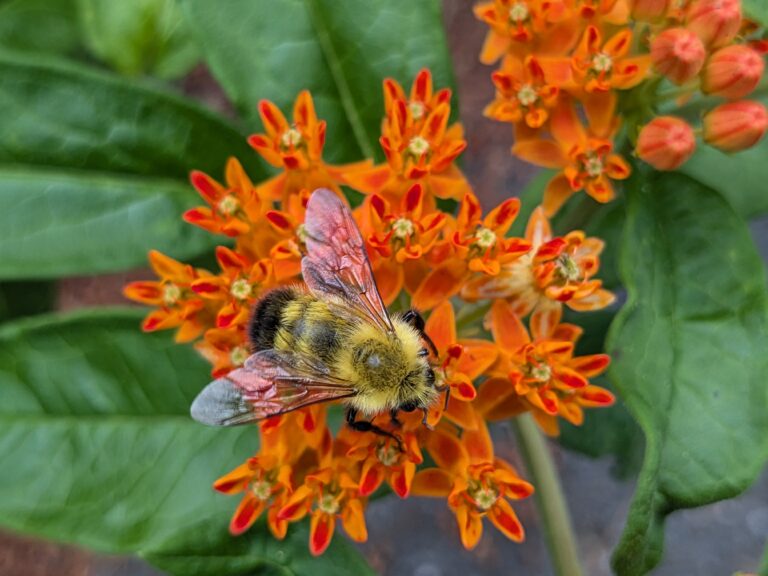 A Meadow of Purpose and Pollinators