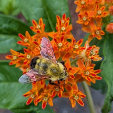 A Meadow of Purpose and Pollinators