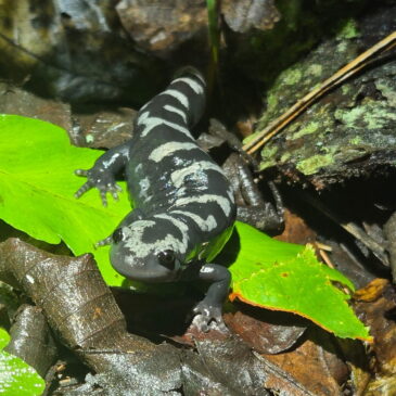 The Secret Lives of Marbled Salamanders