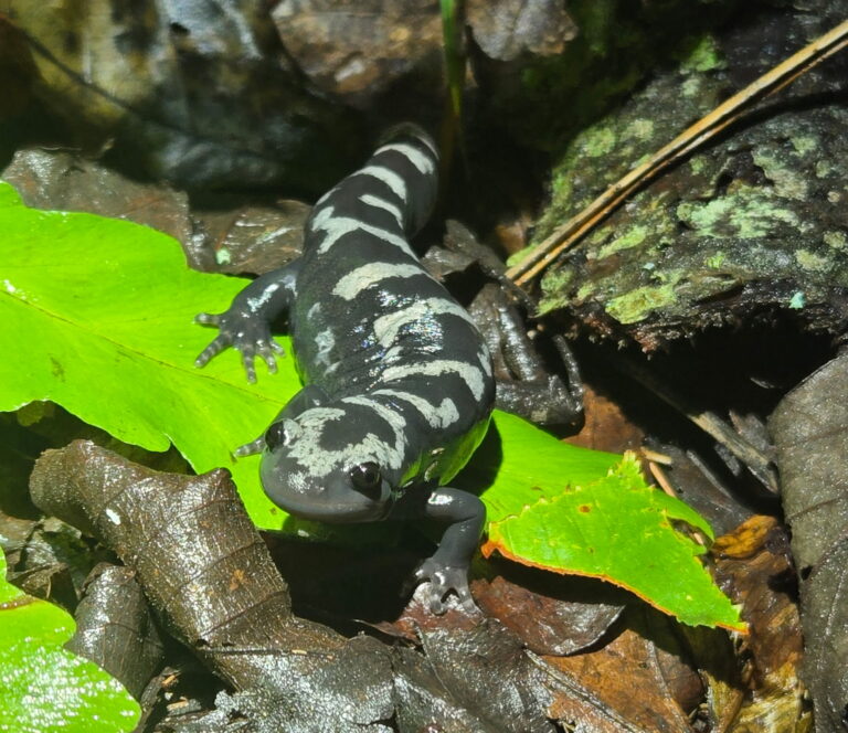 The Secret Lives of Marbled Salamanders