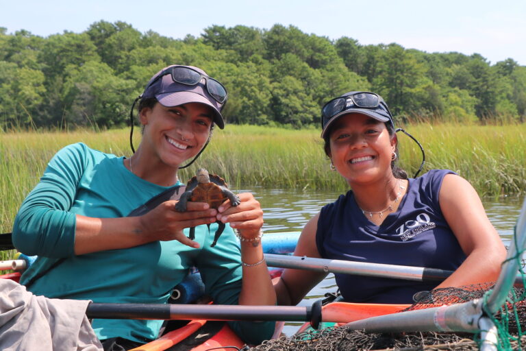 Partnerships in Action: Protecting Diamondback Terrapins in Buzzards Bay