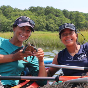Partnerships in Action: Protecting Diamondback Terrapins in Buzzards Bay