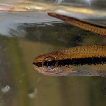 Seining for Shiners