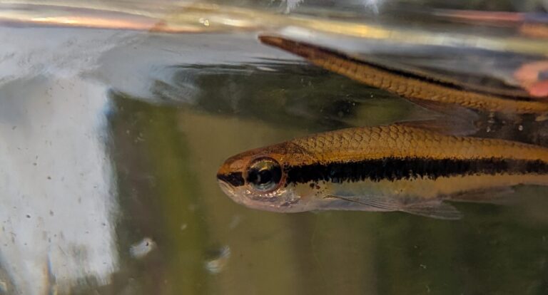 Seining for Shiners