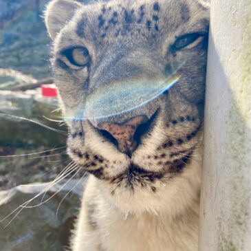 From Mongolia to Massachusetts: Zoo New England’s Snow Leopard Mission