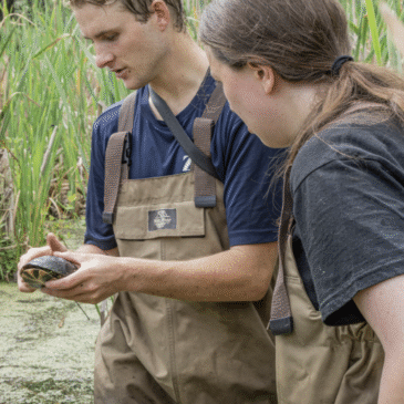 Three Legs and Nine Eggs: An Extraordinary Turtle Rescue
