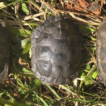 Unmasking the Predators: New Steps in Wood Turtle Conservation