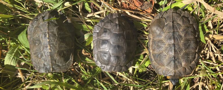 Unmasking the Predators: New Steps in Wood Turtle Conservation