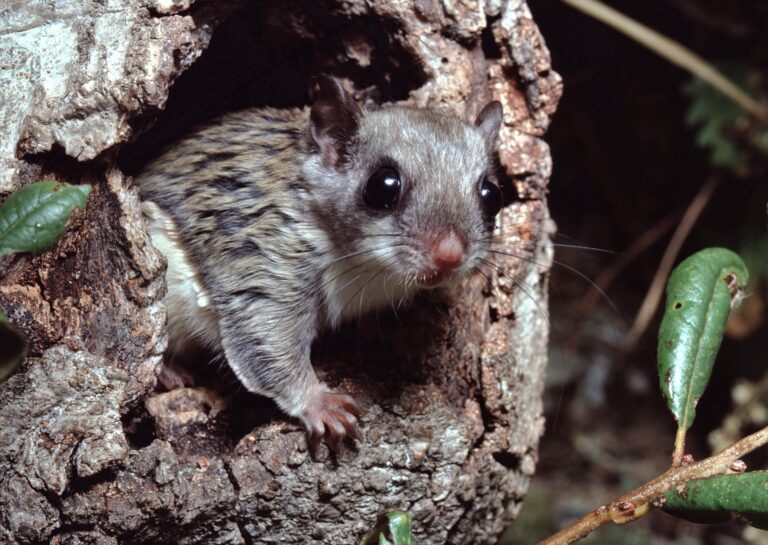 It’s a Bird, It’s a Plane, It’s a Flying Squirrel!