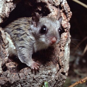 It’s a Bird, It’s a Plane, It’s a Flying Squirrel!