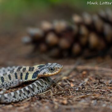 Masters of Deception: Conserving Massachusetts’ Eastern Hog‑Nosed Snakes