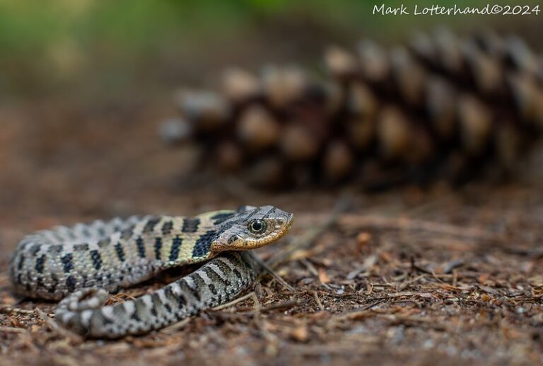 Masters of Deception: Conserving Massachusetts’ Eastern Hog‑Nosed Snakes