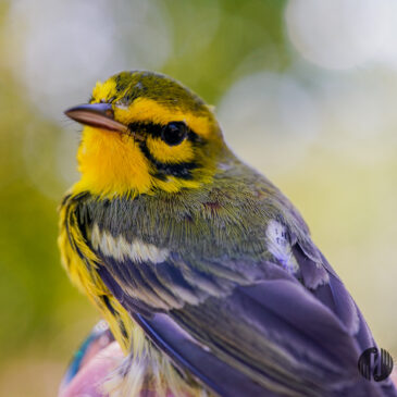 Caribbean Bird Conservation Update: Building Momentum for Migratory Birds